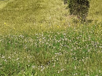 🏡 Terenuri Intravilane de Vânzare în zona  Dobaieș !