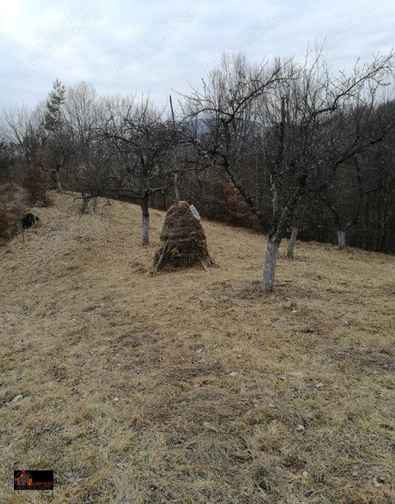 Anunț de Vânzare Teren Extravilan - Bârsana, Maramureș