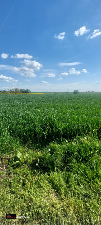 Teren Intravilan de Vânzare – 7.462 mp, Front 46 m – Centru Odoreu, Satu Mare