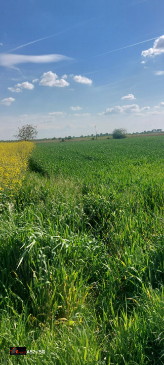 Teren Intravilan de Vânzare – 7.462 mp, Front 46 m – Centru Odoreu, Satu Mare
